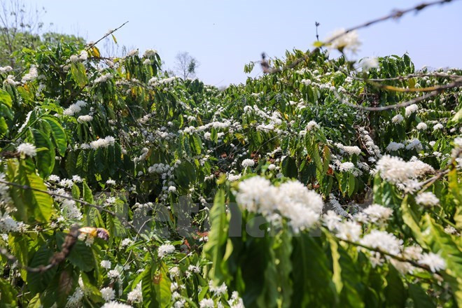 El aroma de las flores de café se mezcla con elviento y el sol duro aquí(Fuente: VNA)