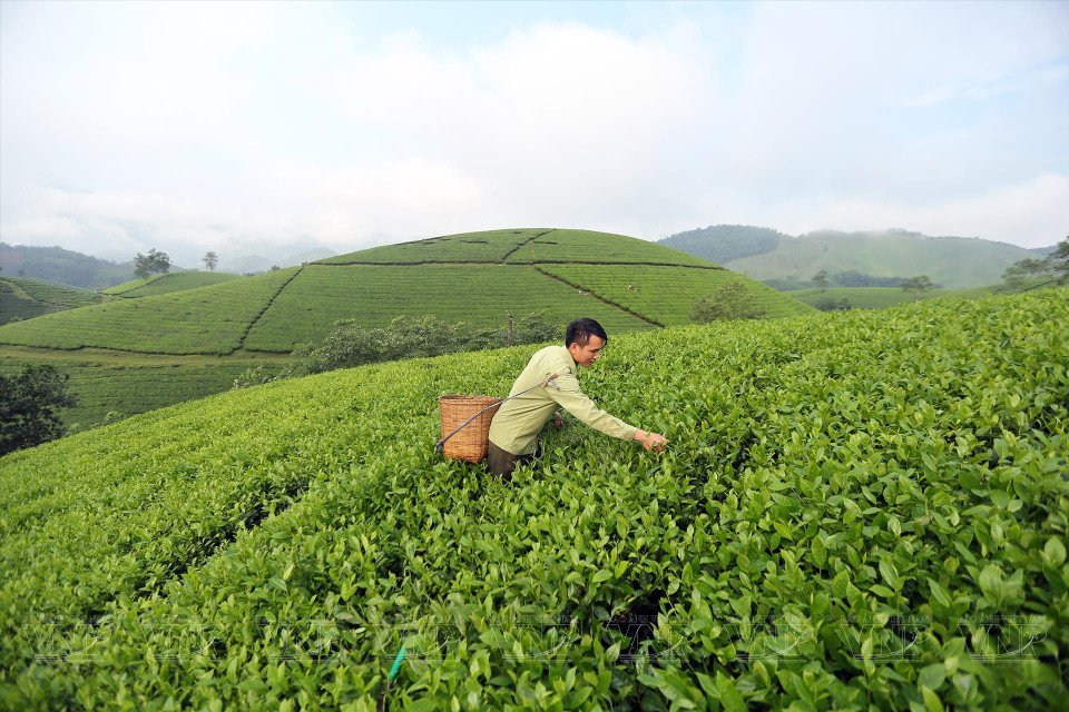 Se recolecta el té a mano en la Cooperativa de producción de té segura en la comuna de Long Coc, en la provincia de Phu Tho (Fuente: Revista Ilustrada de Vietnam)