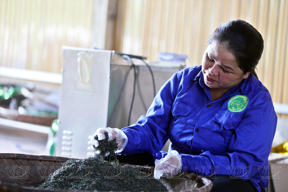 El té se procesa según el método manual, con el secreto de la aromatización tradicional y sin ningún tipo de aditivos, garantizando las normas de higiene y seguridad alimentaria (Fuente: Revista Ilustrada de Vietnam)