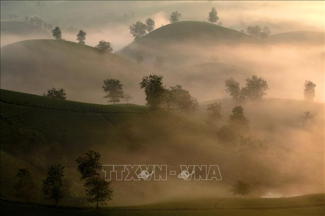 Las colinas de té, como cuencos invertidos, están entretejidas por una fina niebla, creando un paisaje impresionante (Fuente: Revista Ilustrada de Vietnam)