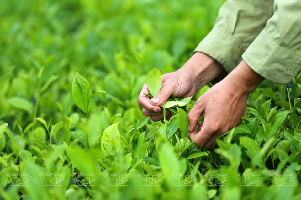 La agencia estatal de gestión evaluó la calidad y otorgó la licencia de seguridad e higiene alimentaria para productos del té de la Cooperativa de producción de té seguro en la comuna de Long Coc (Fuente: Revista Ilustrada de Vietnam)