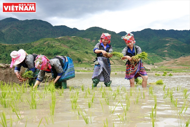 Animado ambiente de trabajo (Fuente: Revista Vietnam)