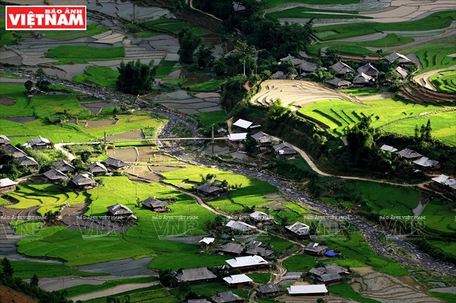 Campos de plantulas para nueva cosecha (Fuente: Revista Vietnam)