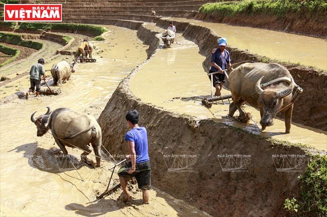 Los Mong y los Thai labran sus campos (Fuente: Revista Vietnam)