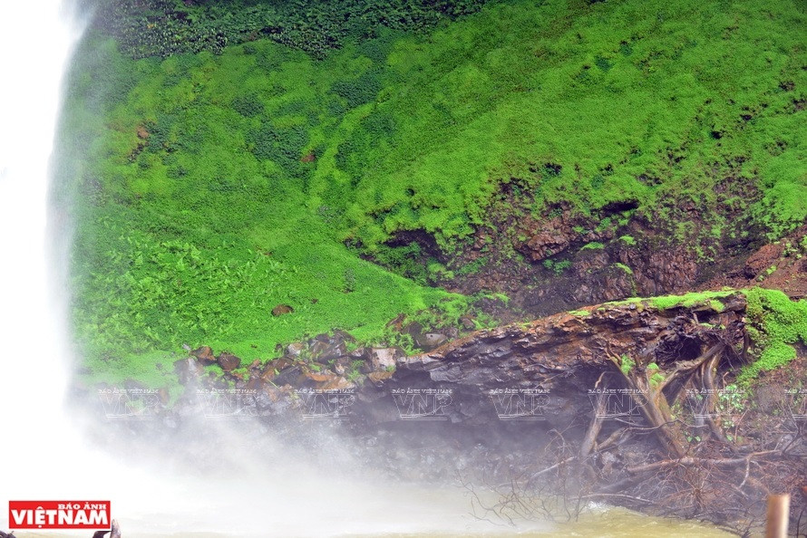 Los musgos crecen a la orilla de la cascada. (Foto: VNA)