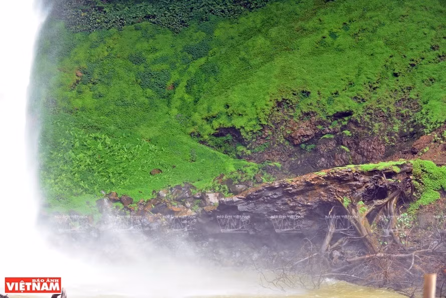 Los musgos crecen a la orilla de la cascada. (Foto: VNA)