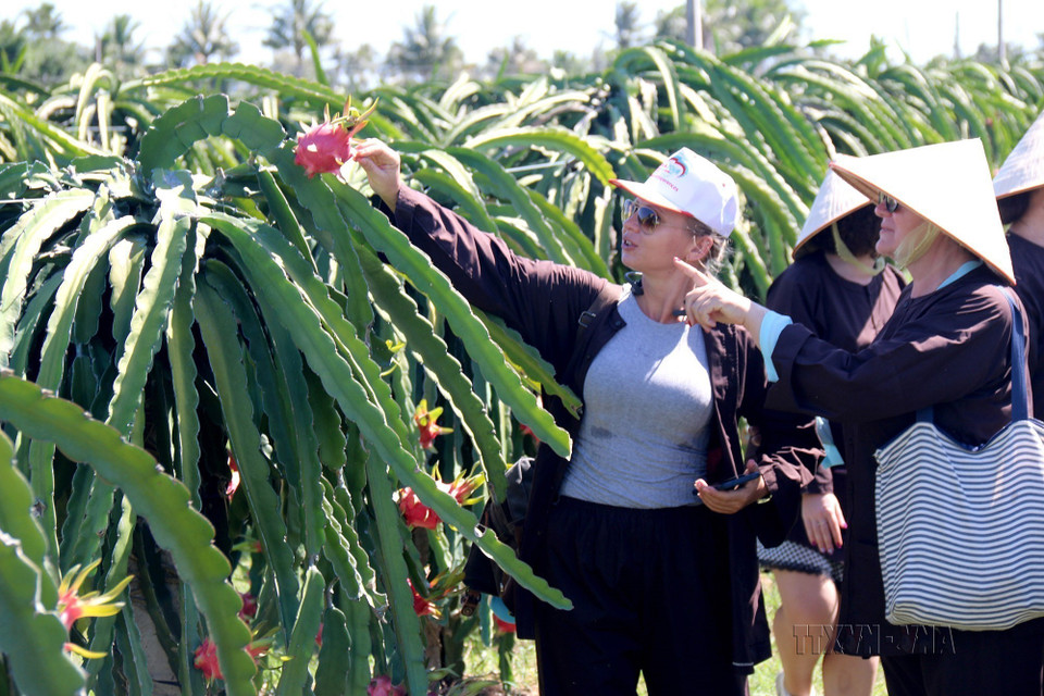 El primer modelo de turismo comunitario asociado con la producción de pitahaya de Binh Thuan atrae a múltiples visitantes nacionales y extranjeros. Foto: VNA