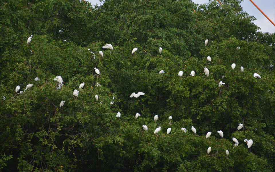 Una bandada de cigüeñas blancas se encuentra bajo árboles en el montículo flotante a lo largo del río Han (barrio de Hoa Cuong Bac, distrito de Hai Chau, ciudad de Da Nang). Foto: VNA