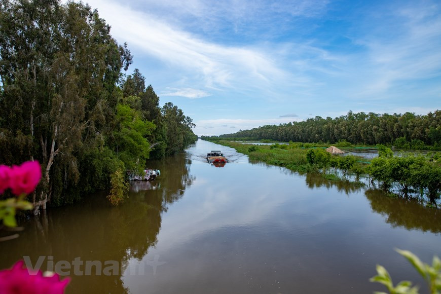 El bosque de Tra Su se formó en 1983, tiene 845 hectáreas y está ubicado en tres comunas: Vinh Trung, Van Giao y O Long Vy de la provincia de An Giang. (Foto: Vietnam+)