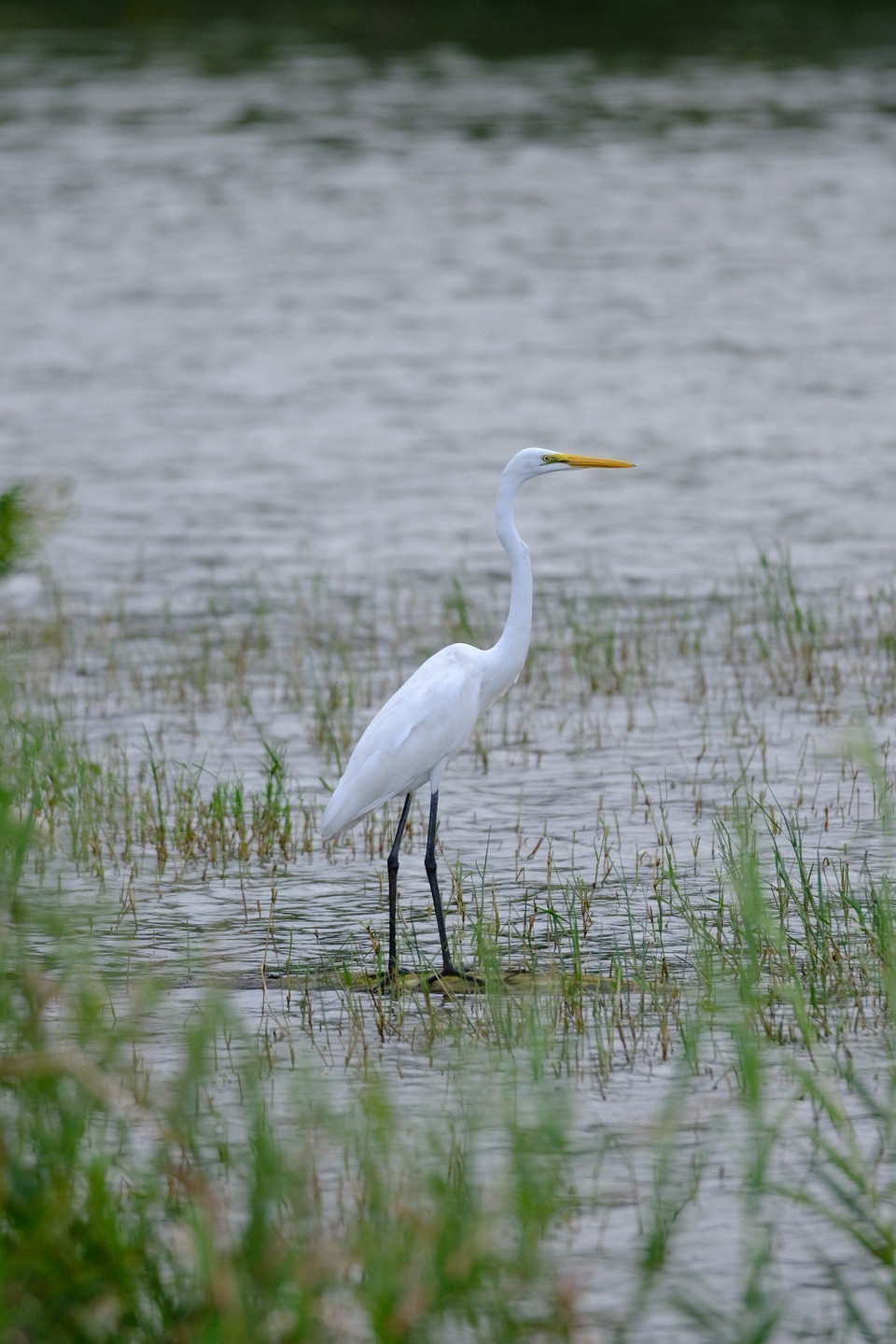 Las cigüeñas buscan comida en el montículo flotante a lo largo del río Han (barrio de Hoa Cuong Bac, distrito de Hai Chau, ciudad de Da Nang). Foto: VNA