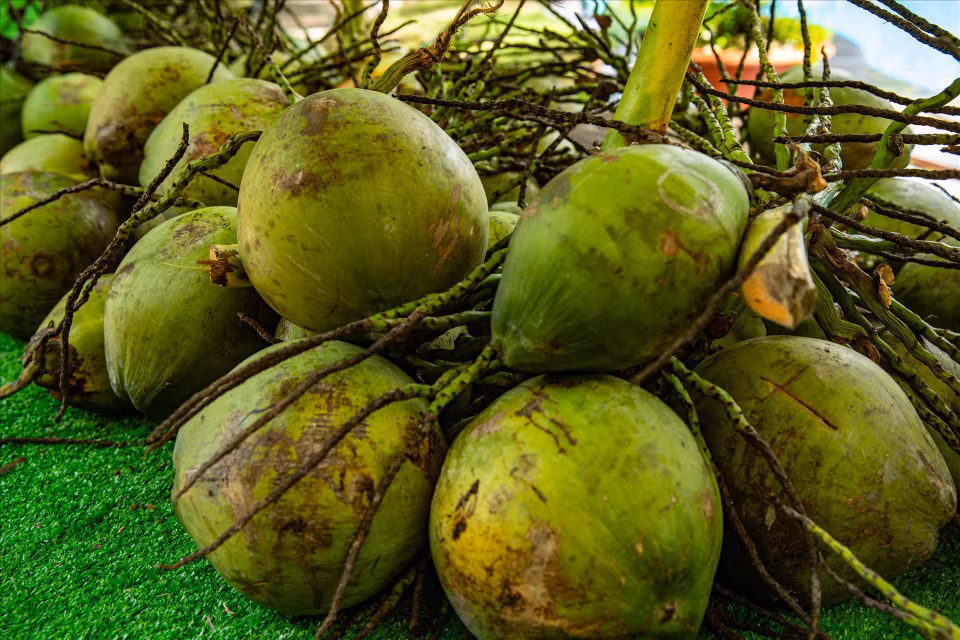 A partir del coco de Ben Tre se crean muchos productos frescos y deliciosos. Además del agua de coco, también hay dulces de coco, bebidas y alimentos enlatados elaborados con cocos crudos secos. Foto: Revista Vietnam