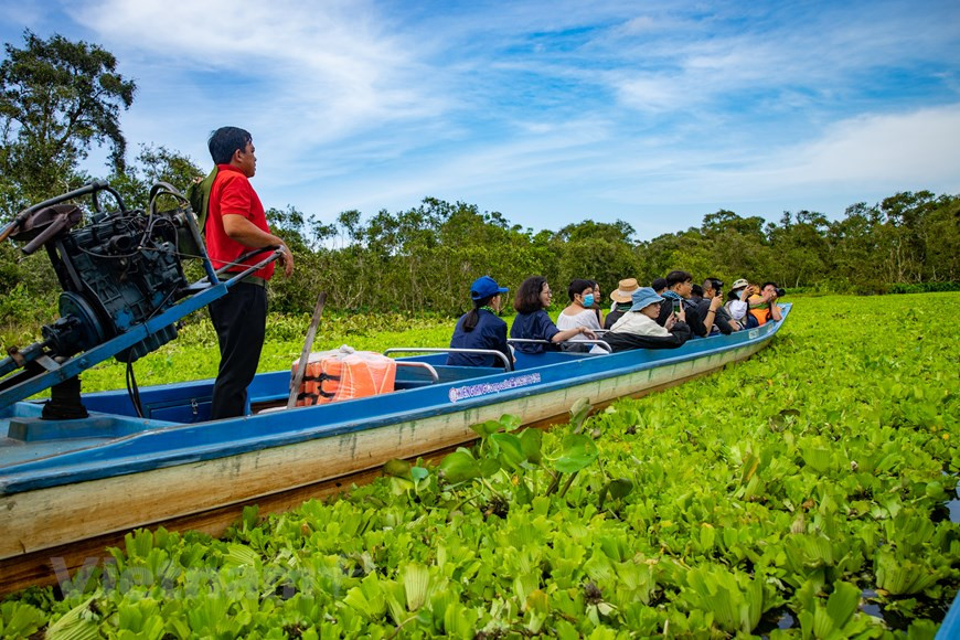  Los visitantes se sentirán abrumados por el vasto bosque de cajeput y tendrán la oportunidad de explorar el típico ecosistema de bosque inundado al oeste del río Hau con muchas especies diversas y raras de flora y fauna. (Foto: Vietnam+)