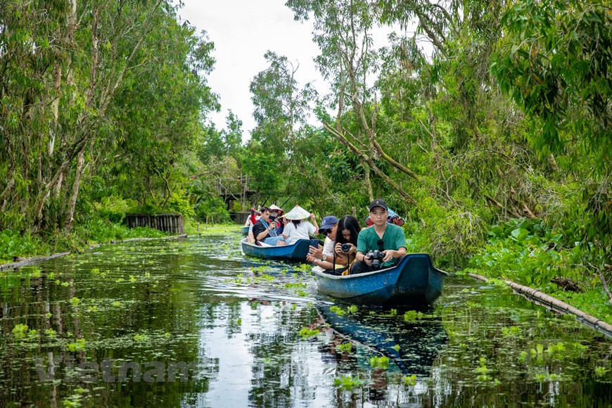 Al llegar al área central, los visitantes cambian de lancha motora a bote para adentrarse en cada rincón del bosque. (Foto: Vietnam+)