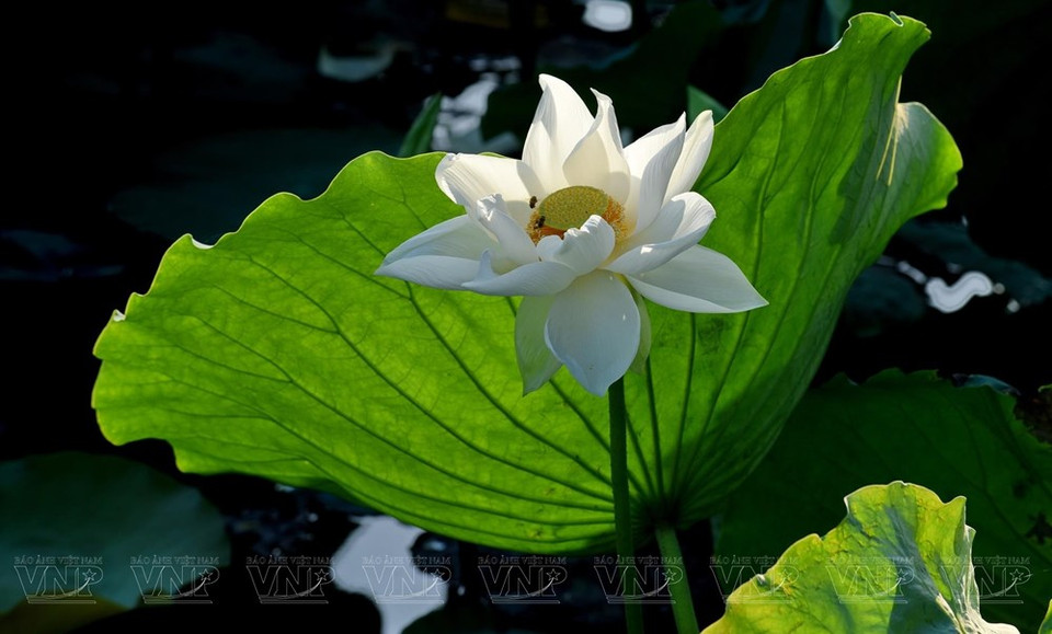 La belleza pura y noble de la famosa variedad del lotus del lago Tinh Tam. (Foto: Revista Vietnam)