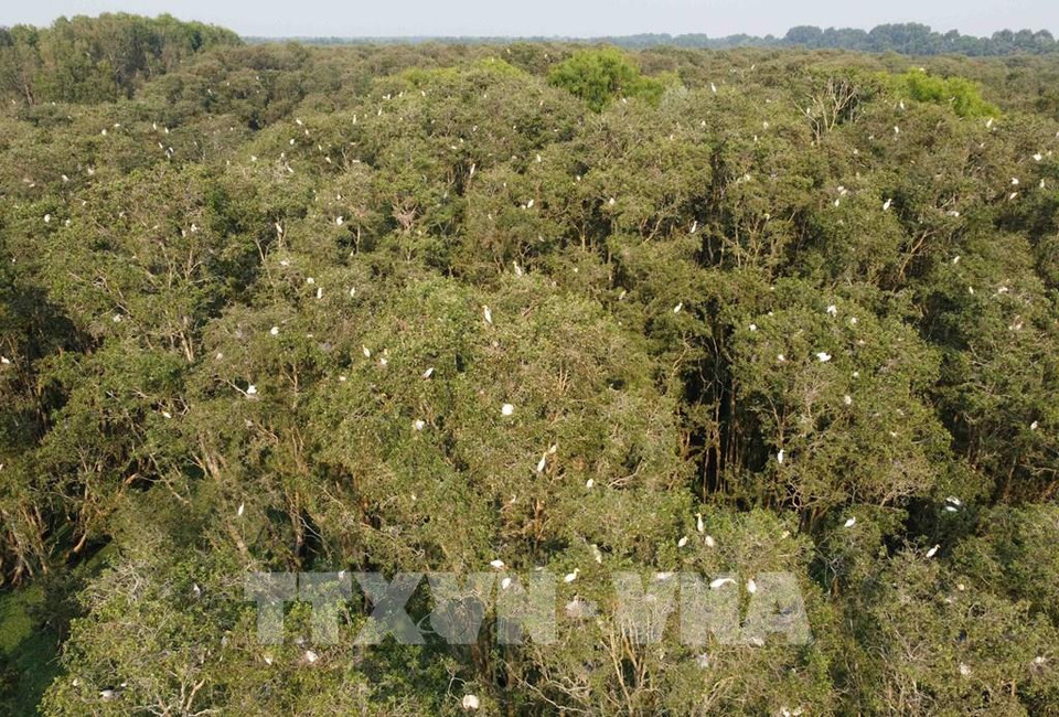 El bosque también es considerado el "territorio" de las cigüeñas y los calderos. Los visitantes se sumergirán en la "sinfonía" natural de los cantos de las cigüeñas y los calderos. (Foto: Vietnam+)