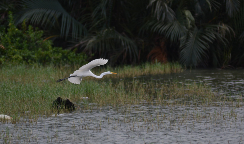Las cigüeñas buscan comida en el montículo flotante a lo largo del río Han (barrio de Hoa Cuong Bac, distrito de Hai Chau, ciudad de Da Nang). Foto: VNA