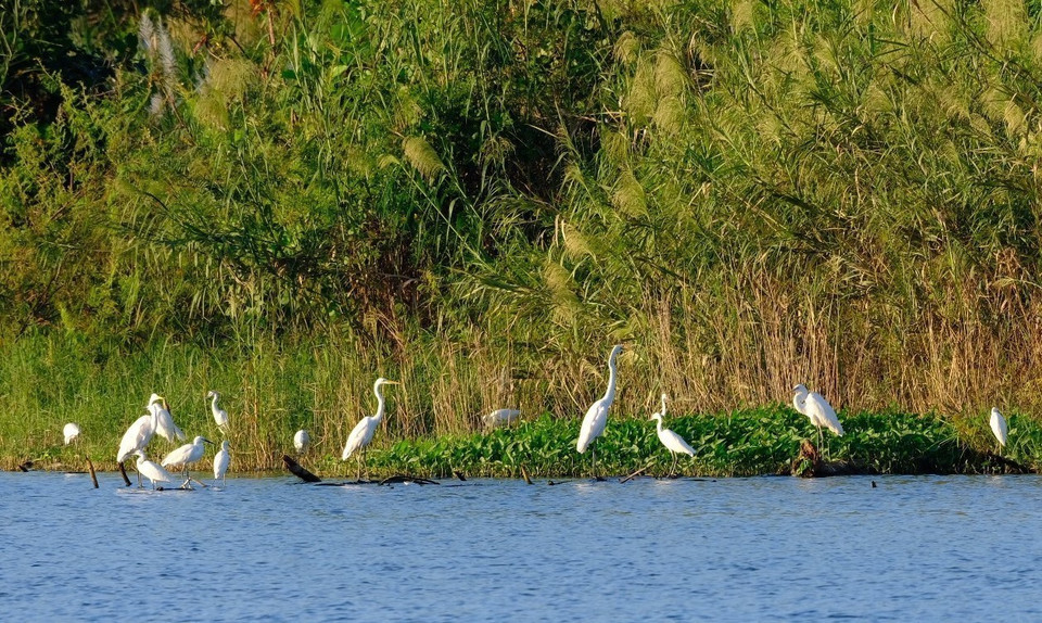Primer plano de una cigüeña alimentándose en el montículo flotante a lo largo del río Han (barrio de Hoa Cuong Bac, distrito de Hai Chau, ciudad de Da Nang). Foto: VNA