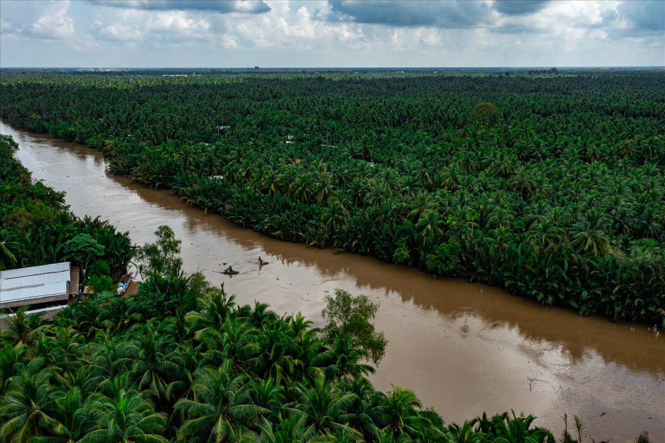 El vasto bosque de cocos en la provincia de Ben Tre, conocida como la "tierra de los cocos". Es famosa por tener la zona de cultivo de cocos más grande y antigua del país. Foto: Revista Vietnam