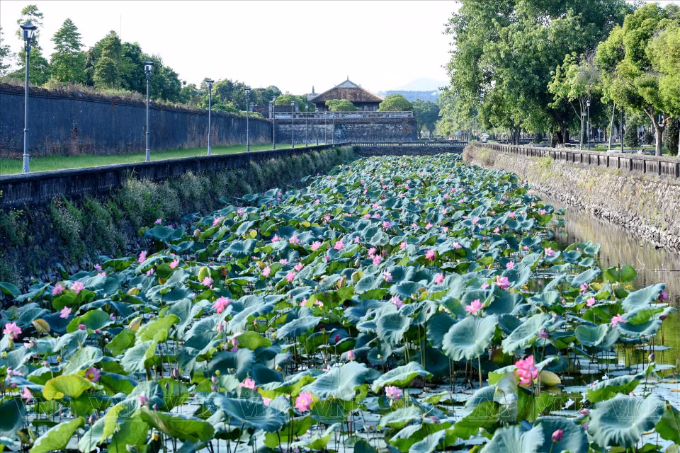 La belleza antigua eclipsa las obras arquitectónicas reales de épocas posteriores y se combina con las flores de loto frescas, suaves y coloridas, para crear un esplendor único de Hue, en cada estación del loto. Foto: Revista Ilustrada de Vietnam