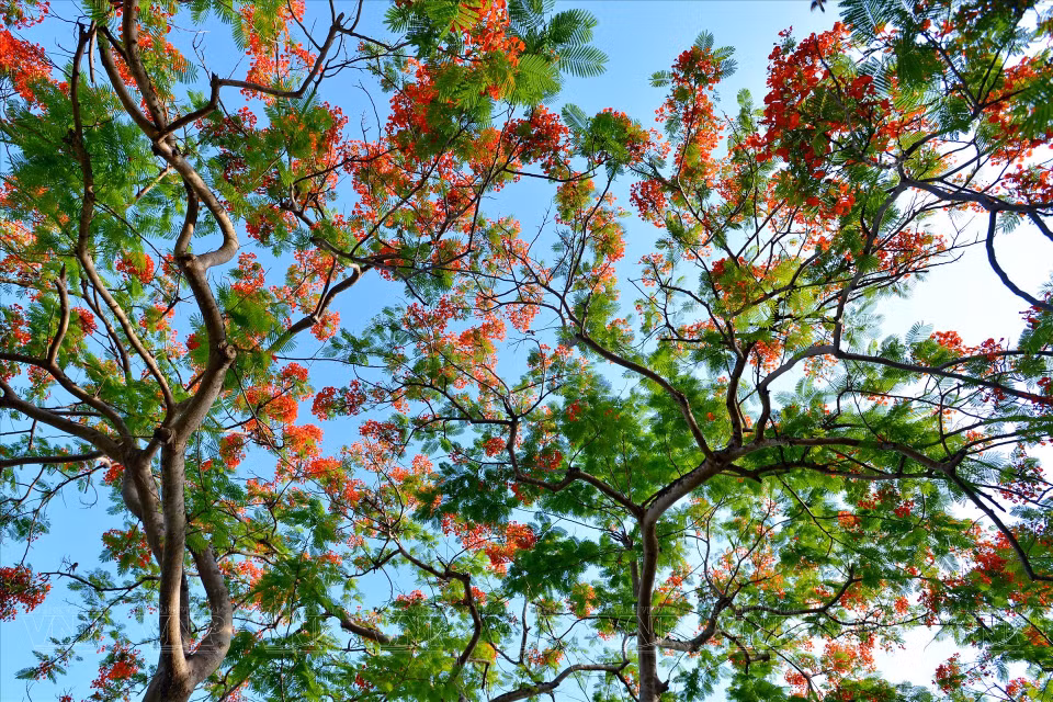 El color de las flores en la ciudadela. Foto: Revista Ilustrada de Vietnam