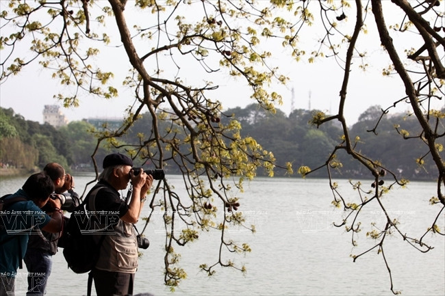 Fotógrafos, profesionales o amateurs, no olvidan a captar momentos cuando aparecen las primeras yemas de la primavera. (Fuente: VNA)