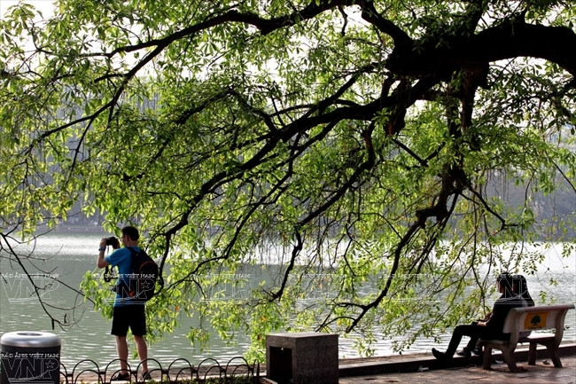 El árbol de Barringtonia al lado del Lago Hoan Kiem, inspiración de muchos fotógrafos. (Fuente: VNA)