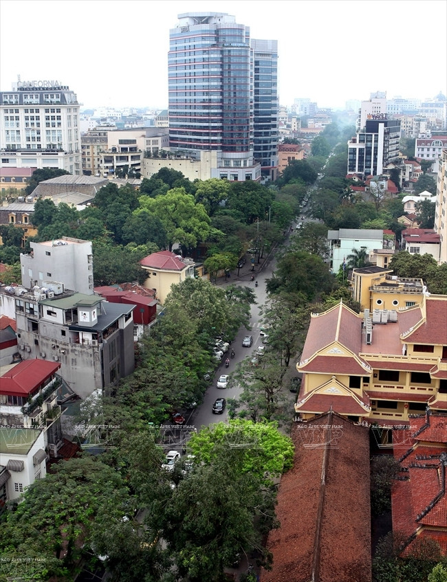 Calle Ly Thuong Kiet abrigada por las filas de dracontomelon (Fuente: VNA)