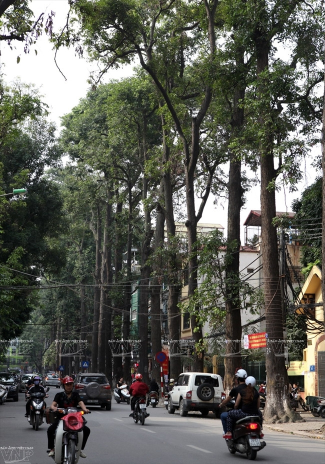 Árboles Ta - khian muy altos en la calle Lo Duc (Fuente: VNA)