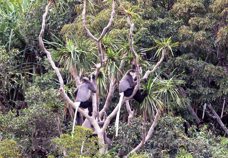 El mono vestido de patas negras, una especie rara de primate que vive en la Reserva de la Biosfera de Nui Chua, debe ser protegido. (Foto: VNA)