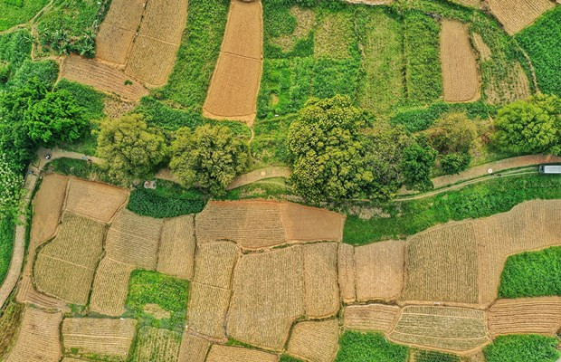 Este árbol se encuentra en las tierras secas en Asia, incluyendo Filipinas, China y la India. (Fuente: VNA)