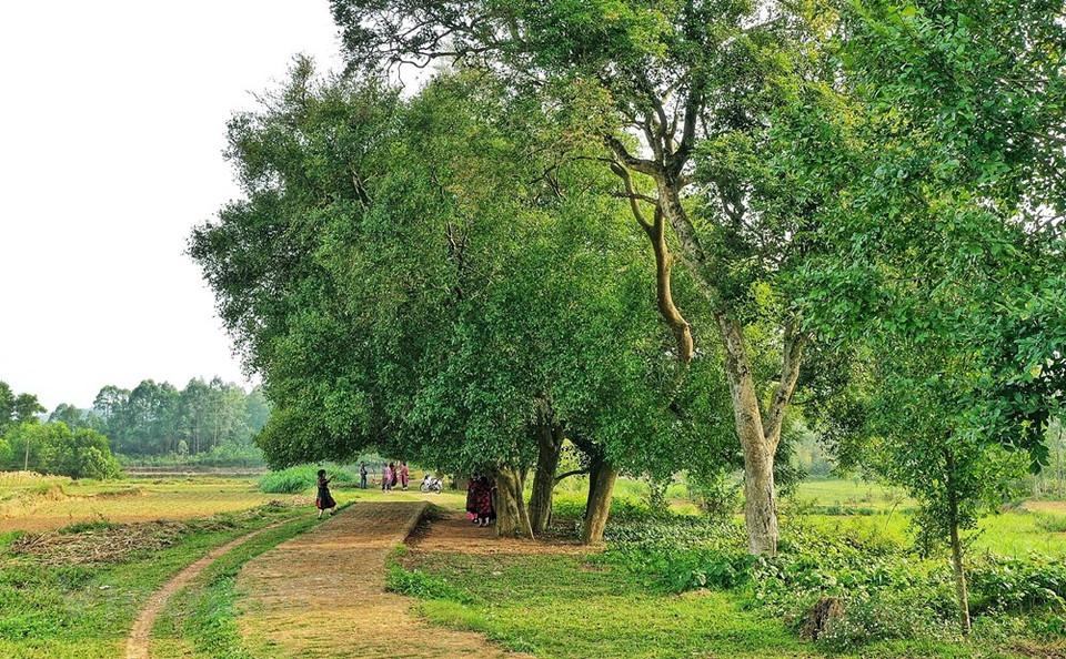 Los 15 árboles Duoi sobreviven y crecen robustos y frondosos, frente a los tres que perecieron en el lugar. Cuenta la leyenda que el rey Ngo Quyen ató su caballo de guerra a un olmo Duoi antes de marchar junto con los soldados al área del río Bach Dang para derrotar al ejército Han del Sur, poniendo fin a mil años de dominación china en Vietnam, para abrir una era de independencia y autosuficiencia en la historia de la nación. Por tal motivo, cada 14 de agosto según el calendario lunar (aniversario de la muerte del emperador Ngo Quyen), los pobladores locales se reúnen para rendirle homenaje y recordar sus hazañas. (Fuente: Vietnam+)