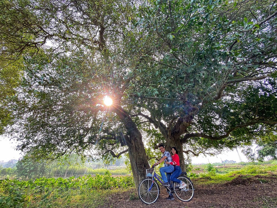 Durante más de mil años de historia, los habitantes de Duong Lam siempre han protegido esta zona para que nadie pueda dañar los árboles Duoi. Los fines de semana, este lugar se convierte en un destino atractivo para los turistas, especialmente las parejas. Duong Lam en el municipio de Son Tay en Hanoi fue la primera aldea antigua en Vietnam en recibir el Certificado Nacional de Reliquias Históricas y Culturales otorgado por el Estado en 2006, gracias por sus características culturales y espirituales. La aldea antigua Duong Lam también es la tierra natal de muchos personajes famosos como Ngo Quyen y Phung Hung, entre otros. (Fuente: Vietnam+)