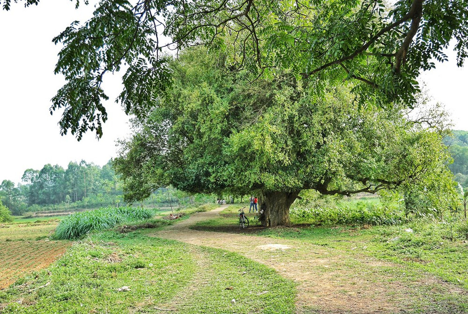 El 22 de abril de 2011, la Asociación de Vietnam para la Protección de la Naturaleza y el Medio Ambiente (VACNE) y la Unión de Asociaciones de Ciencia y Tecnología de Hanoi, en colaboración con el Comité Popular de la comuna de Son Tay, celebraron una ceremonia para el reconocimiento de 18 árboles Duoi como árboles patrimoniales de Vietnam. Se dice que el emperador Ngo Quyen solía atar elefantes y caballos allí en el pasado. A unos 500 metros del templo y mausoleo dedicado al emperador Ngo Quyen se encuentra al templo dedicado a Phung Hung, el líder que dirigió al ejército insurgente en abril del año de Tan Mui (791), contra la dominación de la dinastía Tang. (Fuente: Vietnam+)