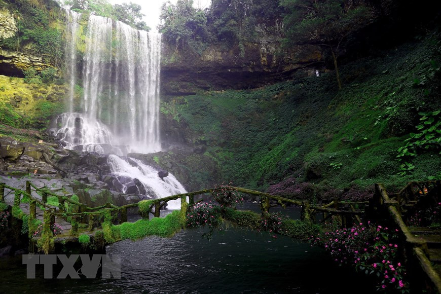 La cascada se ubica en medio de un majestuoso bosque prístino con muchas plantas preciosas. (Foto: VNA)