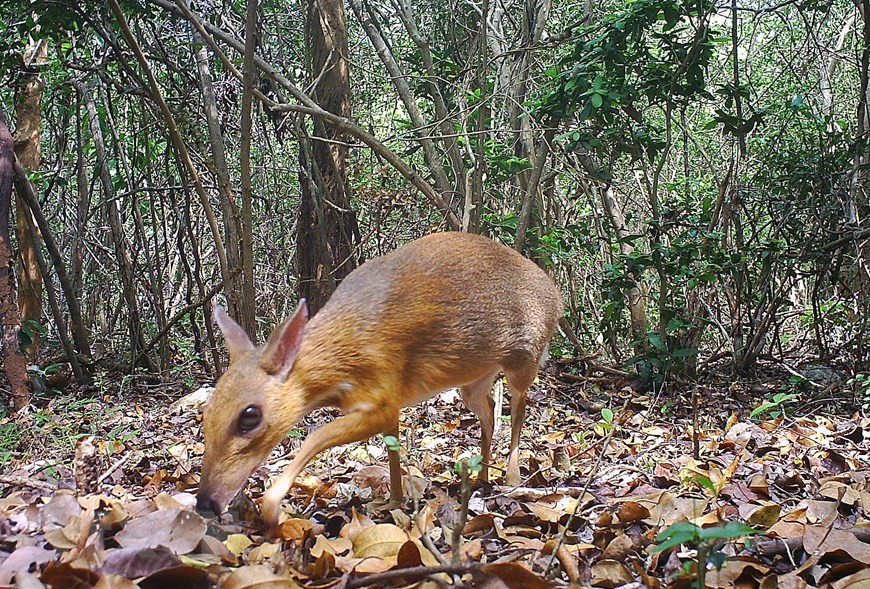 El ciervo ratón de Vietnam (Tragulus versicolor) en la Reserva de la Biosfera de Nui Chua. (Foto: VNA)