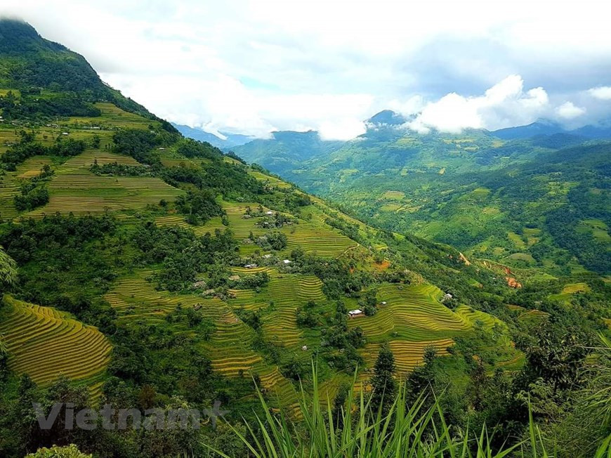 Para los fanáticos de los viajes, Hoang Su Phi es el lugar para contemplar plenamente la temporada dorada del arroz en las tierras altas del Norte de Vietnam. (Foto de VNA)