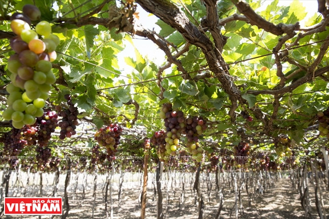 A lo largo del camino desde la ciudad de Phan Rang - Thap Cham hacia Vinh Hy y Binh Lap, se encuentran las granjas del viñedo Thai An. (Foto: VNA)