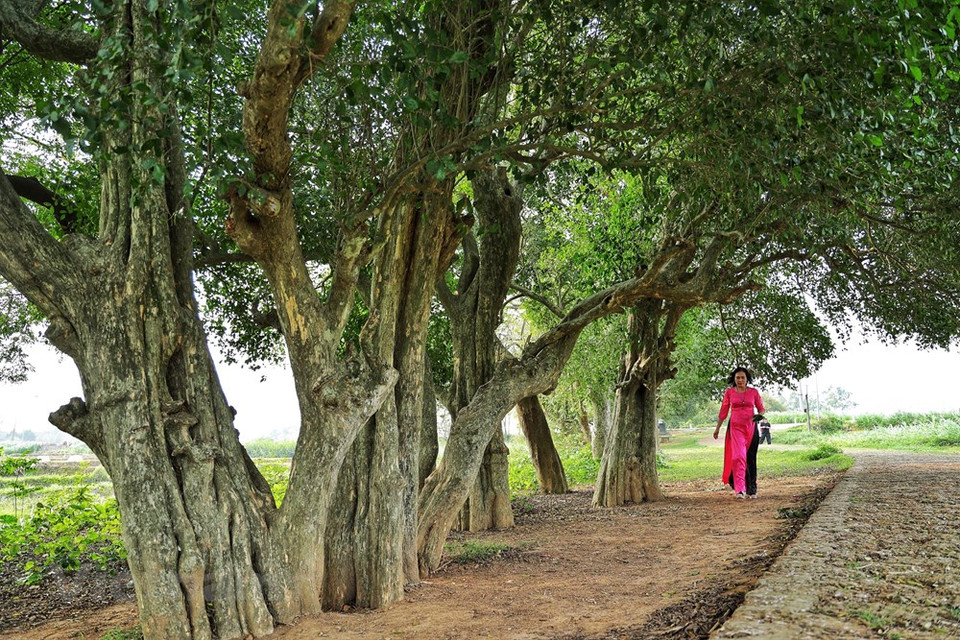 En los últimos años, numerosos visitantes procedentes de muchas provincias y ciudades a lo largo de Vietnam han llegado a la aldea antigua de Duong Lam, en el municipio de Son Tay en Hanoi, para visitar y contemplar la belleza, naturaleza y características únicas de la arboleda, la cual es asociada con la leyenda del emperador Ngo Quyen, quien derrotó al ejército Han del Sur, poniendo fin a mil años de dominación china en Vietnam. En la actualidad, la aldea antigua de Duong Lam aún conserva la mayoría de sus características básicas con las puertas tradicionales, muelles de agua, casas comunales, pagodas, pozos, banianos, campos de agua y colinas. (Fuente: Vietnam+)