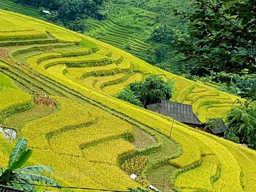 Al visitar Hoang Su Phi en los últimos días de septiembre y principios de octubre, los turistas pueden divisar fácilmente el "mar de arroz dorado" en el horizonte. (Foto de VNA)
