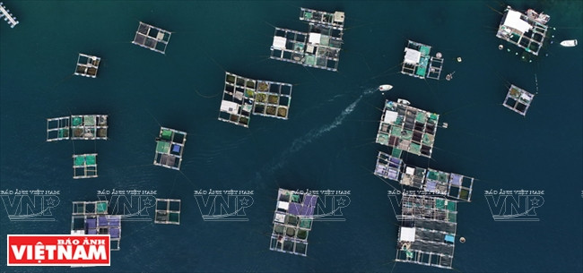 Cría de productos acuáticos en Vinh Hy. (Foto: VNA)