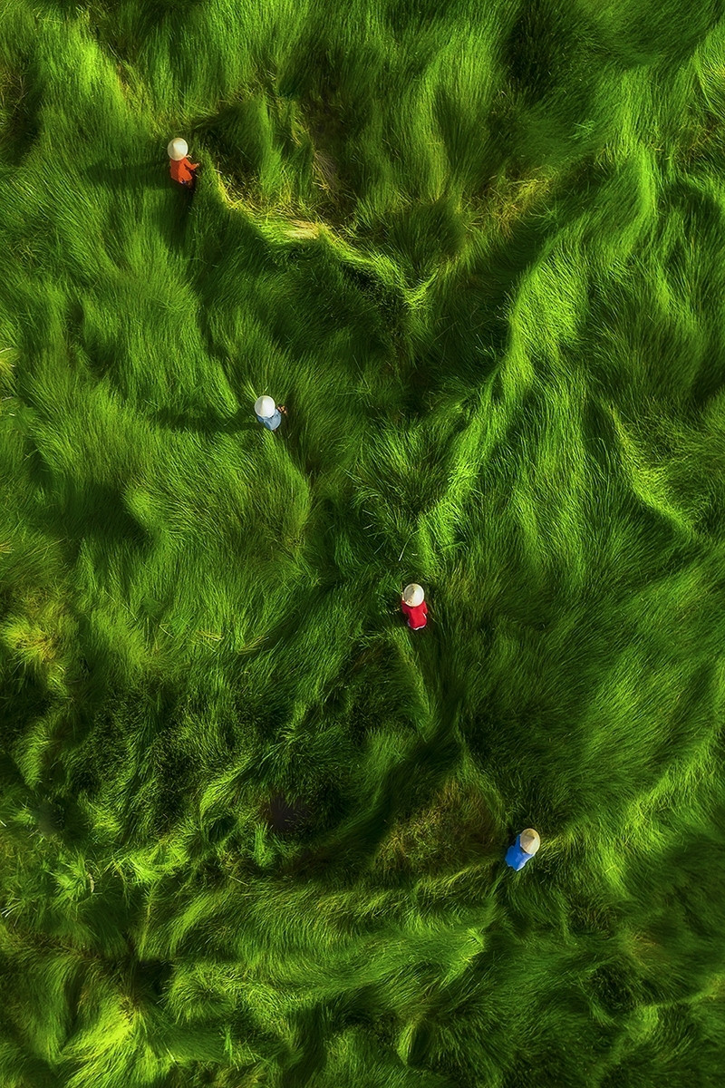 “Cosechar hierbas” es otra excelente foto de Khanh Phan presentada en el concurso internacional de fotografías de drones. La foto fue tomada en los pastizales de Quang Nam, en el centro de Vietnam. (Fuente: vnexpress.net)