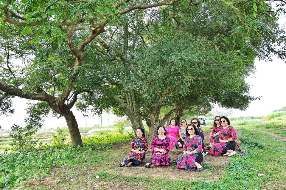 Las autoridades del Comité Popular de Hanoi afirman que hay pocas tierras que cuenten con tantos vestigios históricos como la aldea antigua Duong Lam en el municipio de Son Tay. La aldea antigua Duong Lam constituye un destino donde convergen ricos patrimonios culturales tangibles e intangibles de Vietnam, sobre todo el sitio poblado de 18 árboles Duoi. Gracias a la presencia de ese atractivo espacio y otras reliquias llamativas, el turismo local se ha desarrollado cada día más sólido en los últimos tiempos, como contribución a crear empleos e ingresos para la población de Duong Lam y promover ampliamente las imágenes de esa tierra. (Fuente: Vietnam+)