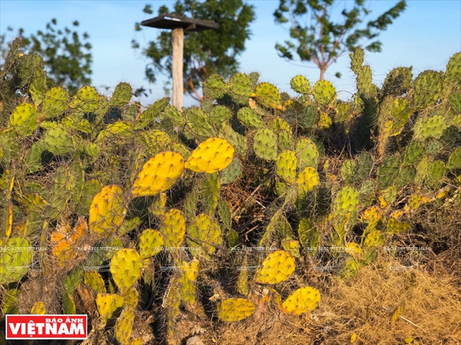 En medio del sol, el viento y la arena en el subdesierto que corre a lo largo de la vía, los cactus captan la atención de los visitantes. (Foto: VNA)