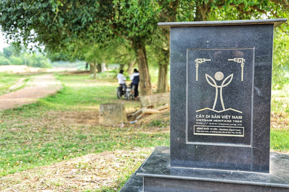 El hecho de reconocer al sitio poblado de 18 árboles Duoi en la aldea antigua Duong Lam, en el municipio de Son Tay en Hanoi, como árbol patrimonial tiene el objetivo de conservar los recursos fitogenéticos raros. En la actualidad, Vietnam cerca de 70 árboles, incluidos Da, Thi, Lim, Nghien, Gao, Thong, Duoi y Muom son reconocidos como árboles patrimoniales. La aldea antigua Duong Lam cuenta con cerca de mil casas antiguas y muchas de ellas fueron construidas hace más de 300 años. Esas casas antiguas, muy frescas en verano, cálidas en invierno, están construidas principalmente con materiales tradicionales de Doai como laterita, bambú, pino, terracota, tejas y aserrín. (Fuente: Vietnam+)