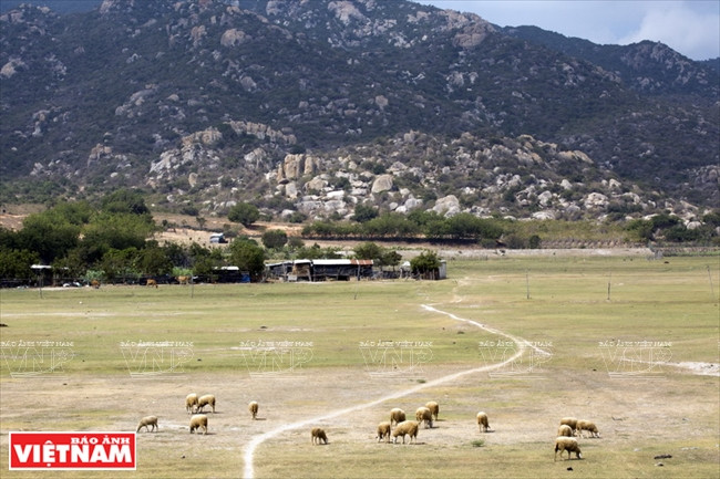 En los amplios valles del Cabo de Dinh, las ovejas deambulan royendo los parches de hierba que quedan al costado de la ruta o al pie de la montaña. (Foto: VNA)