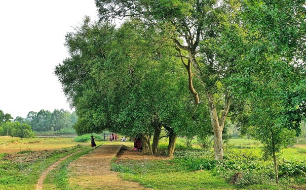 Hasta la fecha, 15 árboles Duoi sobreviven y crecen robustos y frondosos, frente a los tres que perecieron en el lugar./.