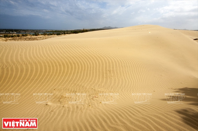 Con las dunas de arena extendidas sobre aproximadamente 700 hectáreas, Nam Cuong es uno de los destinos indispensables para los turistas que visitan Ninh Thuan, la tierra del sol y viento. (Foto: VNA)