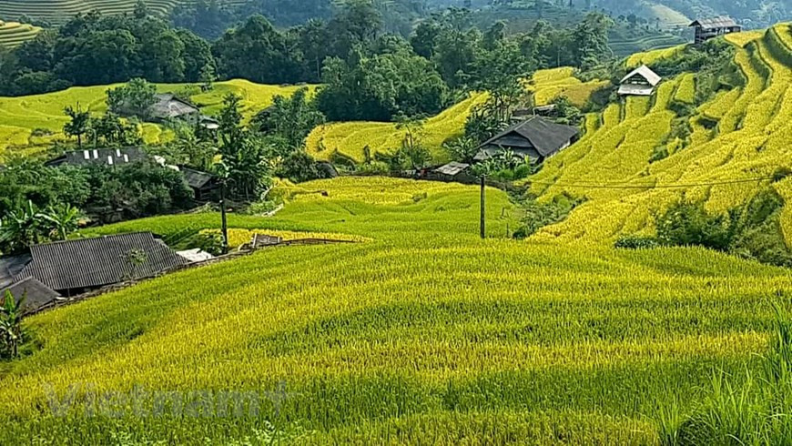 Al llegar a Hoang Su Phi, los visitantes tendrán nuevas y atractivas vistas sobre la temporada dorada en las terrazas de arroz. (Foto de VNA)
