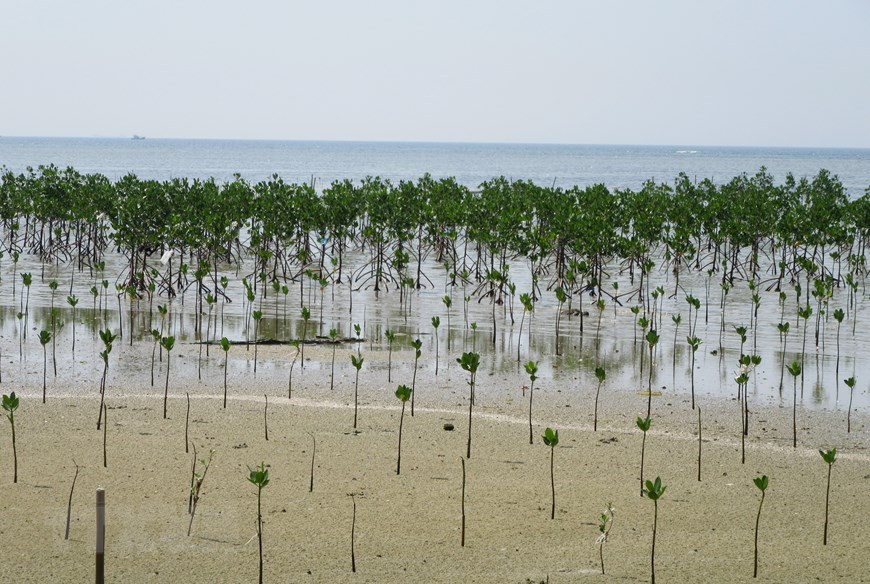 Plantación de manglares para restaurar el ecosistema en el área de conservación en la Reserva de la Biosfera de Nui Chua. (Foto: VNA)