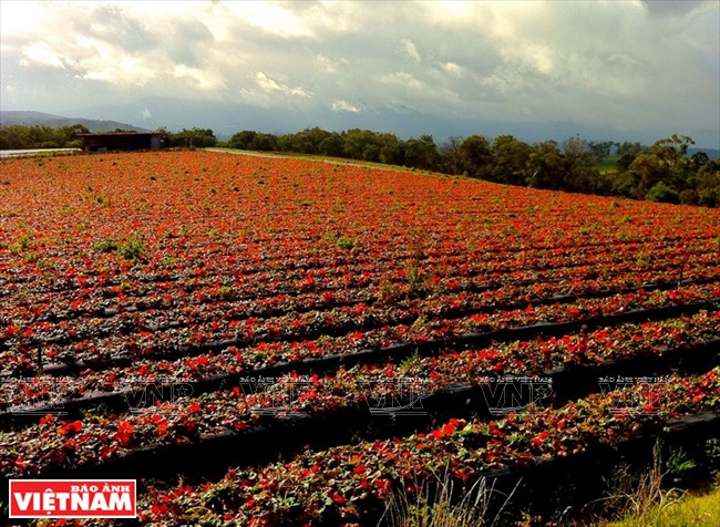 Campos de fresa en las afueras de Melbourne.